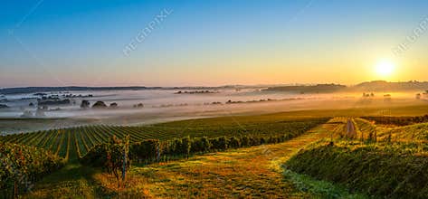 Castle in Bordeaux Vineyard Sunrise