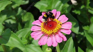 Bumble Bee on pink Zinia flower