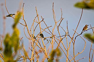 Cute little birds sitting on tree branches