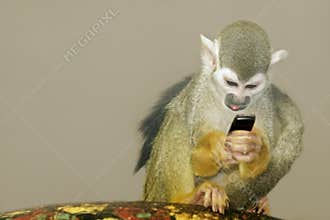 Monkey-2
