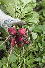 Fresh radish crop