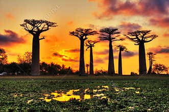 Baobabs Madagascar sunset
