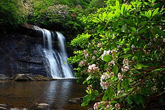 Mountain Laurel at Silver Run Falls