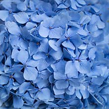 Blue Flowers
