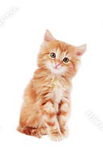 Cute kitten