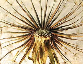 Dandelion close-up