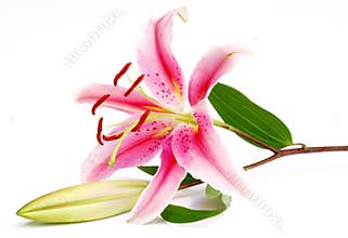 Pink lily