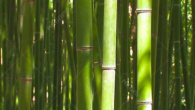 Bamboo Stalks