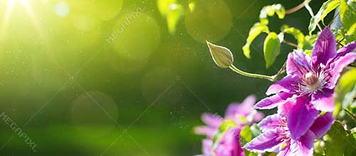 Art Summer or spring beautiful garden background