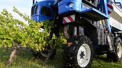 Grape Harvest Machine, Bordeaux Vineyard