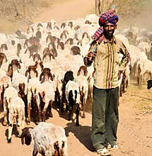 Indian shepherd
