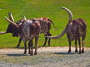 Longhorn Cattle