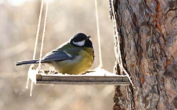 Birds feeding in winter