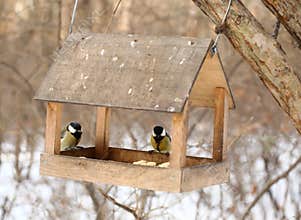 Birds feeding in winter