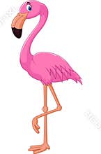 Cartoon flamingo bird