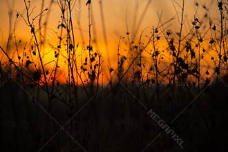 Stems and Leaves at Sunset