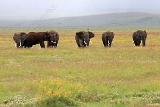Elephant bull's in Ngorongoro crater Tanzania