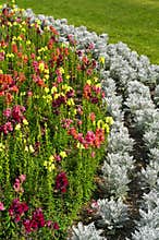 Garden flowers