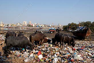 Dirty Mumbai