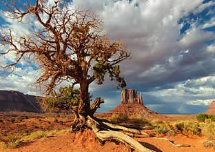 Lonely tree fights for life in the desert