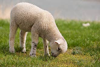 Lamb