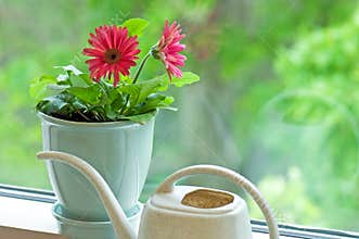 Flower pot on window sill