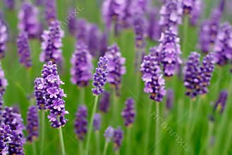 Lavender Flowers