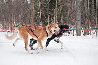 Canine Athletes Race By During Dog Sled Race