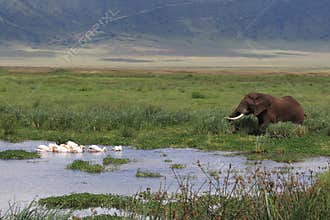 African landscape with Elephant and Pelican's