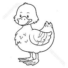 Coloring book (duck)
