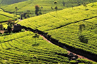 Tea fields in hill country, Sri Lanka