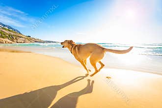 Dog playing at the beach