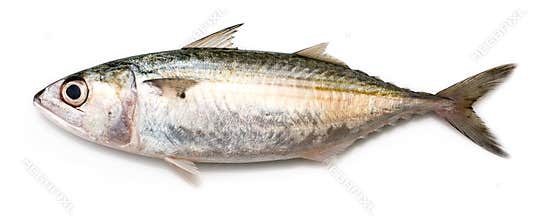 Indian Mackerel