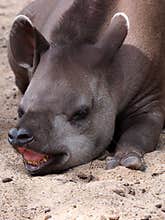 South american tapir