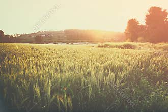 Photo of wheat field at sunrise sun burst.