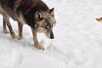 Closeup of a gray wolf walking through a snowy forest