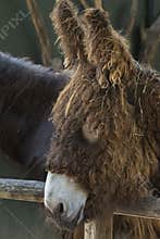 Poitou Donkey