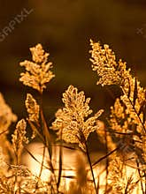 Sedge in sunset light