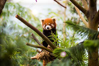 Red Panda