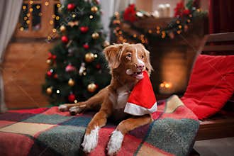 Dog Nova Scotia Duck Tolling Retriever holiday, Christmas