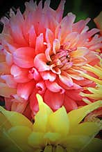 Curly dahlias.