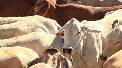 Brahman Beef Cattle Cows agriculture farming