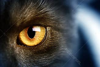 Cat's eye