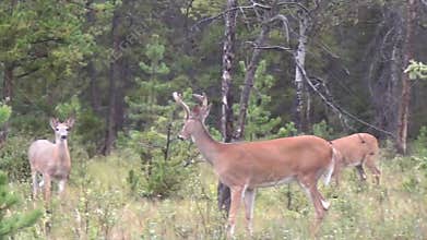 Three deer in the forest