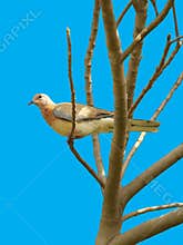 Brown Dove