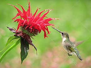 Hummingbird Feeding