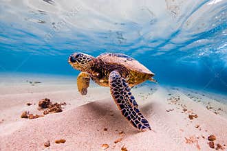Hawaiian Green Sea Turtle