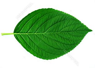 Leaf