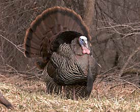 Male Wild Turkey
