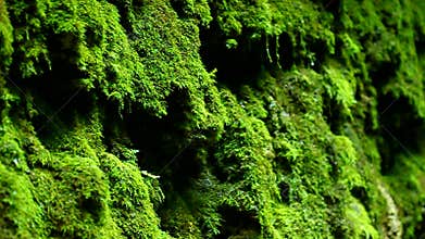 Dripping Moss Shades State Park Indiana